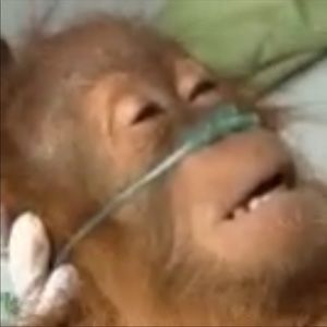 Meet your Posher, Joseph